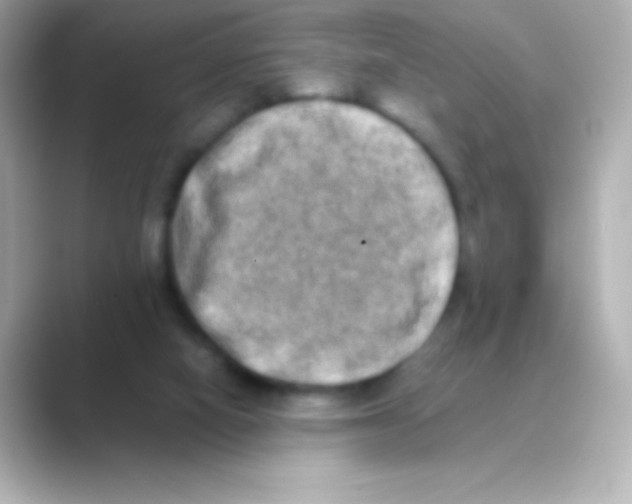 X0000088720066200706212028