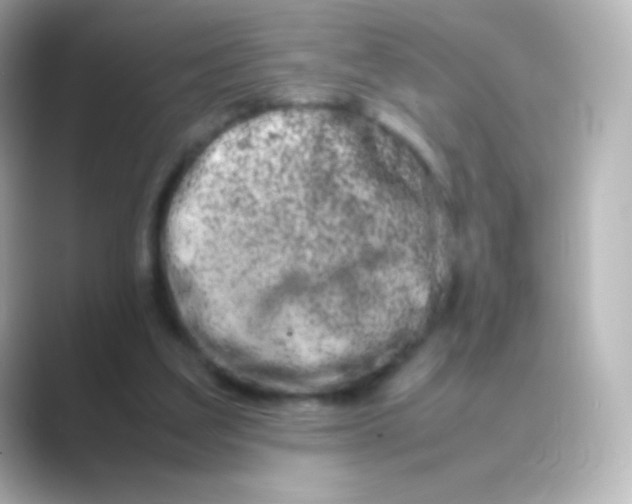 X0000088720203200706212026