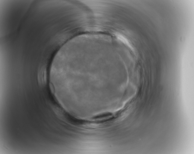 X0000088720205200706212026