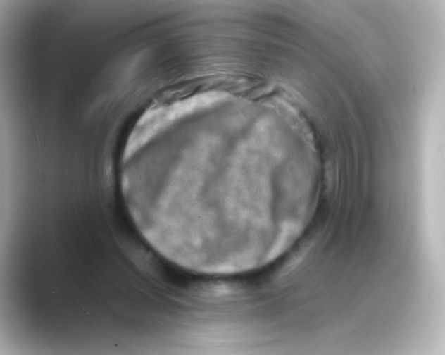 X0000088720254200706212026