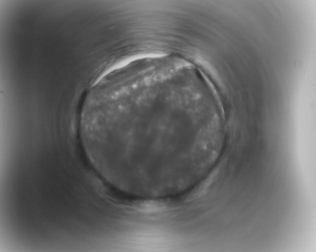 X0000088720305200706212025