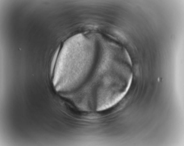 X0000088720463200706212024