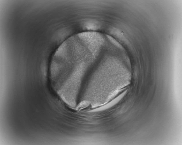 X0000088720639200706212021