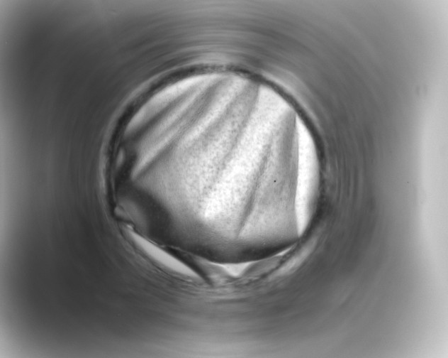 X0000088720783200706212020