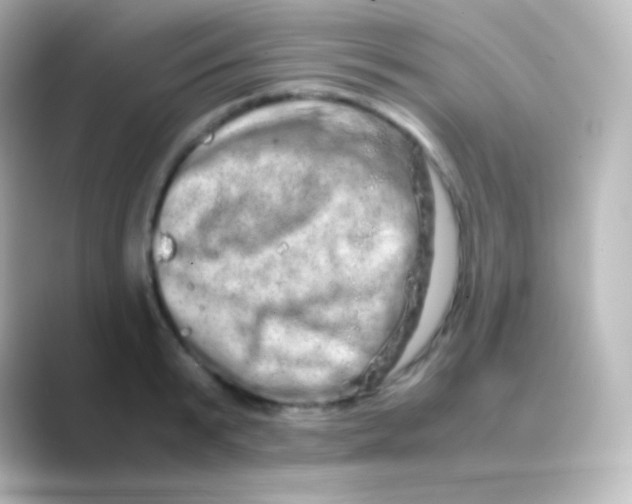 X0000088720799200706212020