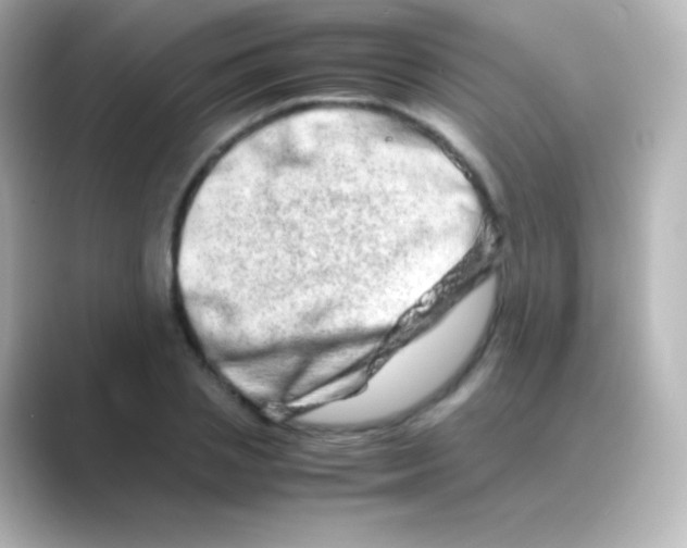 X0000088720837200706212019