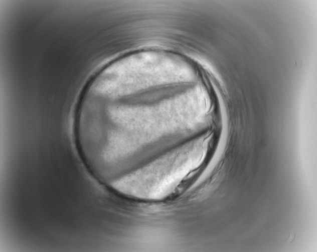 X0000088720991200706212017