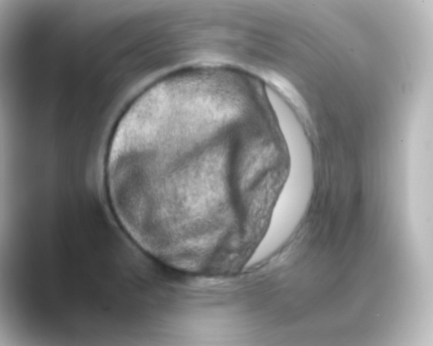 X0000088721183200706212015