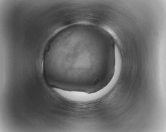 X0000088721323200706212013