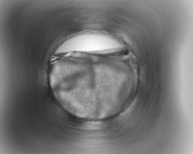 X0000088721354200706212013