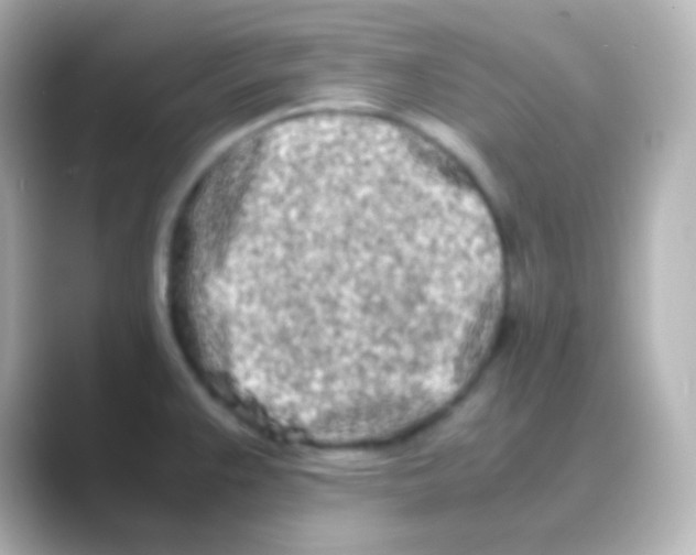 X0000088721383200706212013