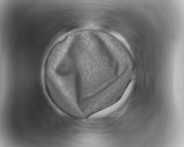 X0000088721391200706212013