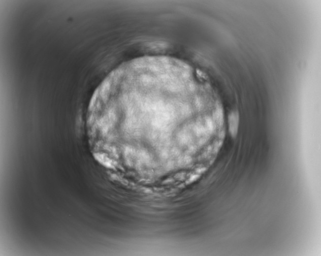 X0000088721395200706212012