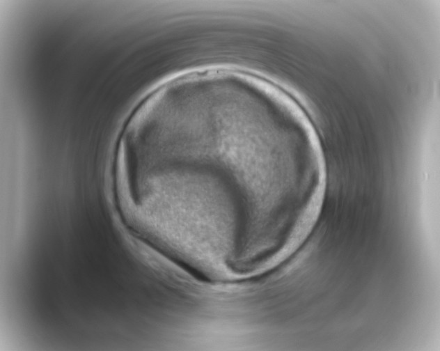 X0000088721534200706212011