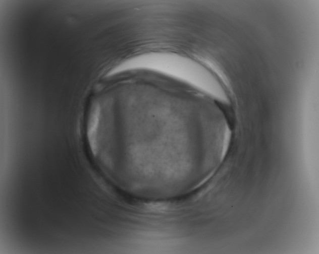 X0000088720105200706282112