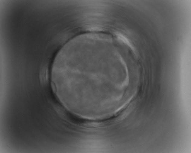 X0000088720205200706282110