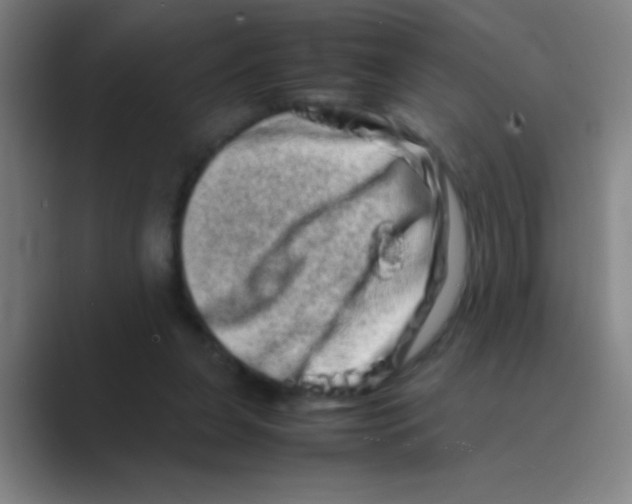 X0000088720255200706282109