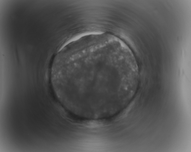 X0000088720305200706282109