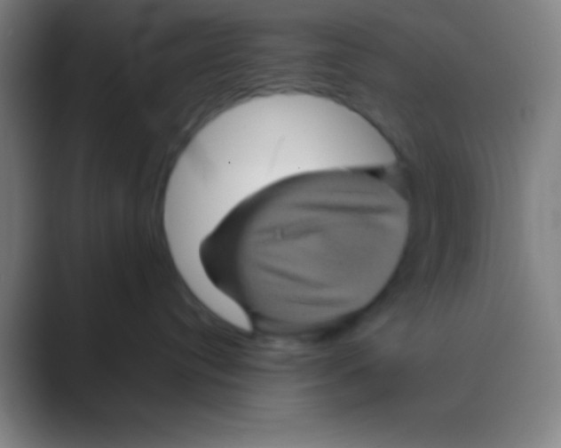 X0000088720384200706282109