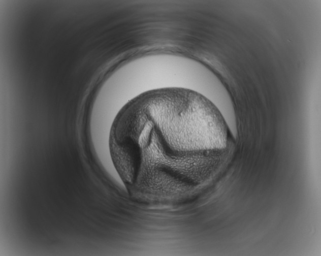 X0000088720440200706282107