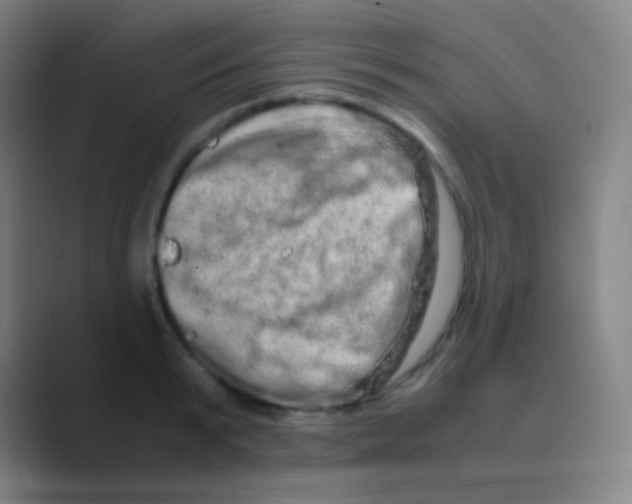 X0000088720799200706282102