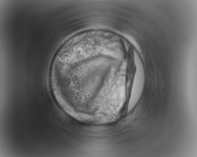 X0000088720895200706282101