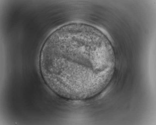 X0000088720903200706282101