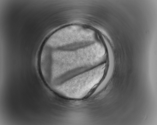 X0000088720991200706282100