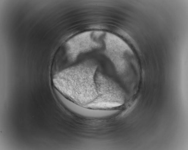 X0000088721033200706282059