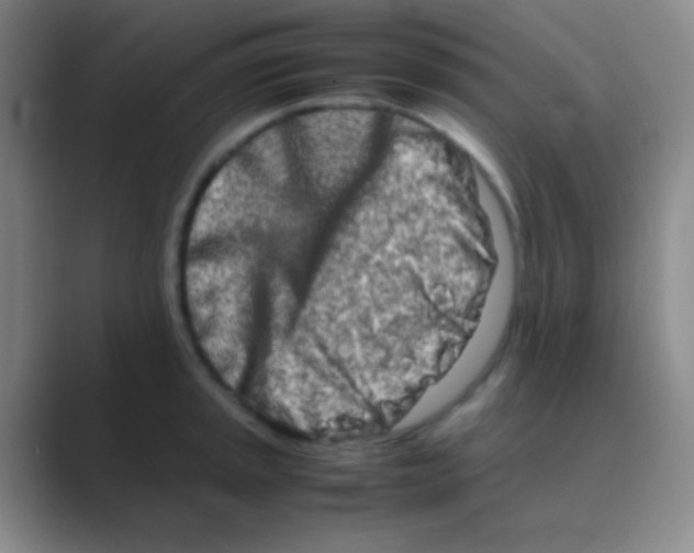 X0000088721045200706282059