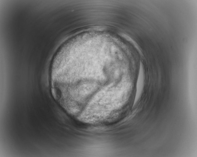 X0000088721083200706282059