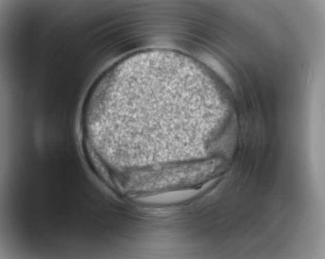 X0000088721084200706282059