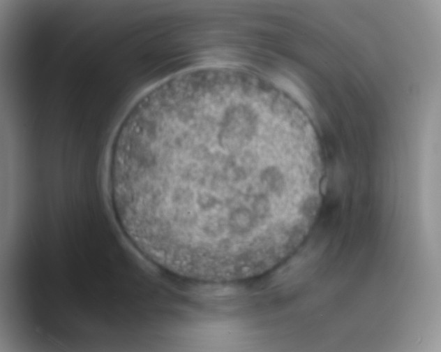 X0000088721103200706282058