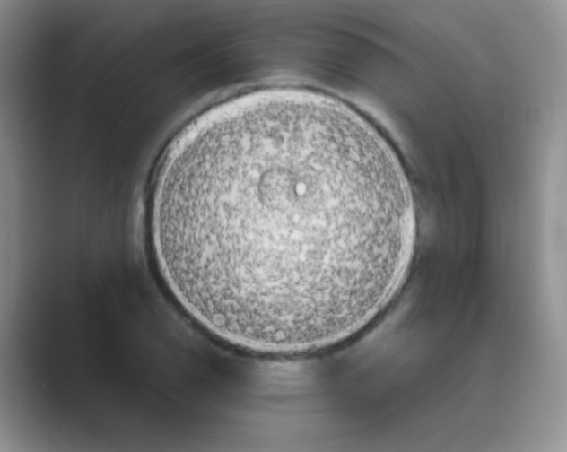 X0000088721126200706282058