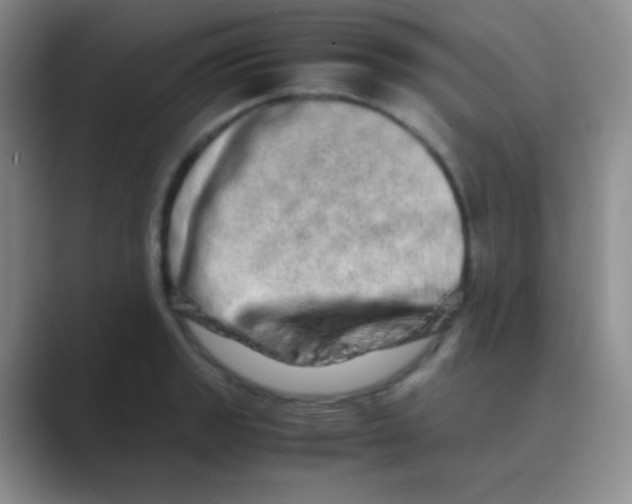 X0000088721133200706282058