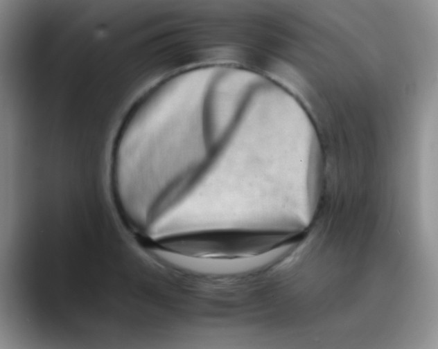 X0000088721135200706282058