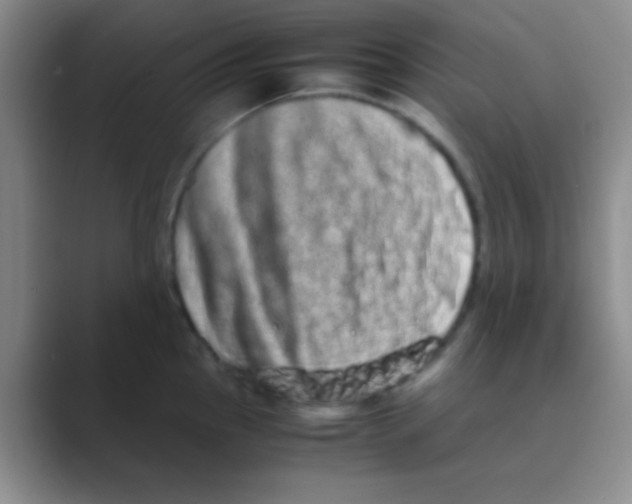 X0000088721145200706282058