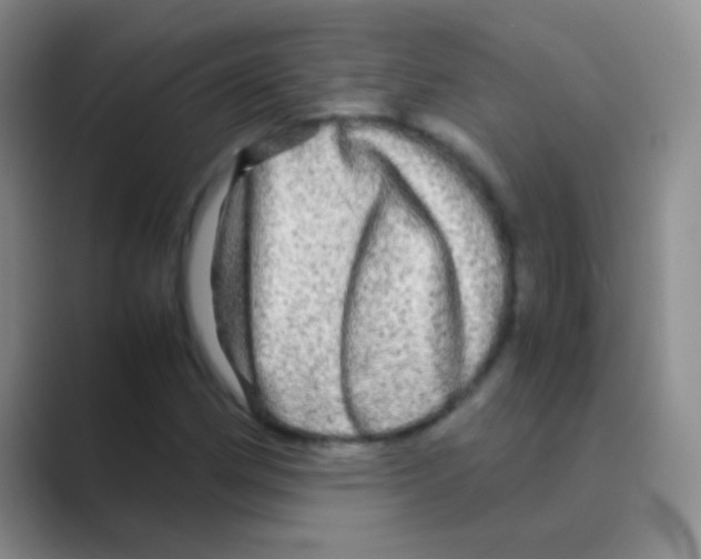 X0000088721162200706282058