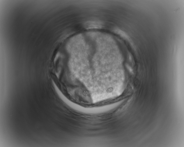 X0000088721217200706282057