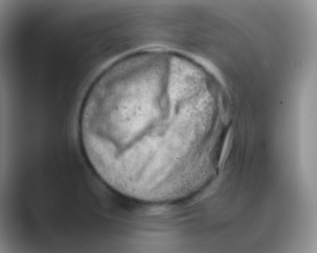 X0000088721279200706282056