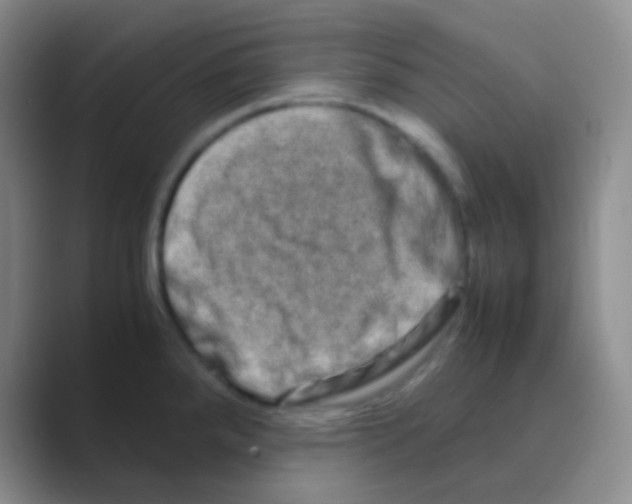 X0000088721288200706282056