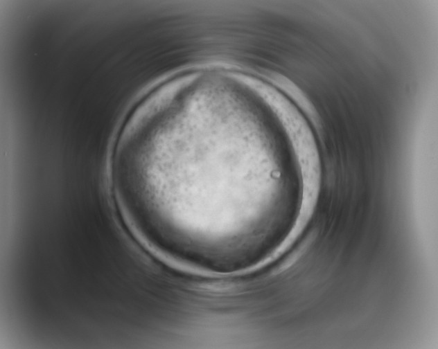 X0000088721388200706282055