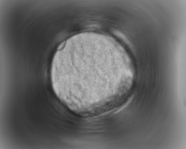 X0000088721403200706282054