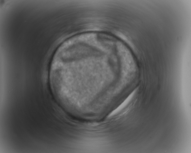 X0000088721459200706282054