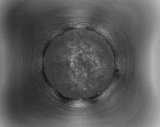 X0000088730325200705311434