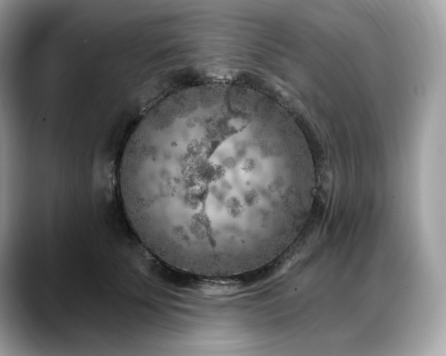 X0000088730707200705311429