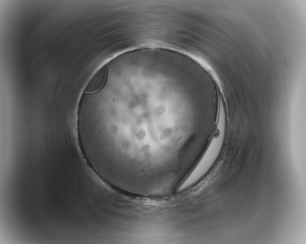 X0000088730903200705311427