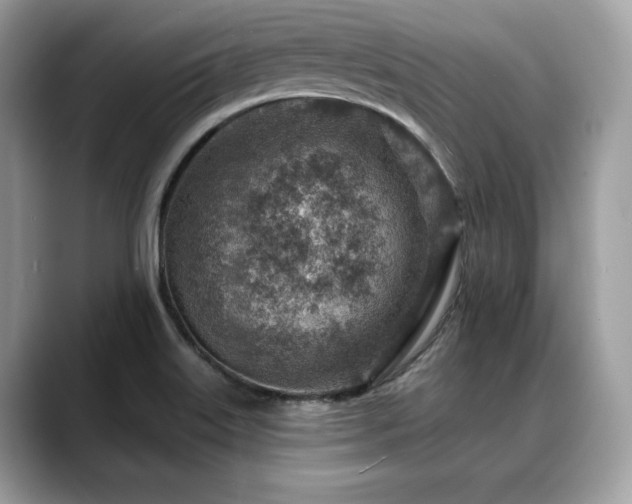 X0000088731515200705311419