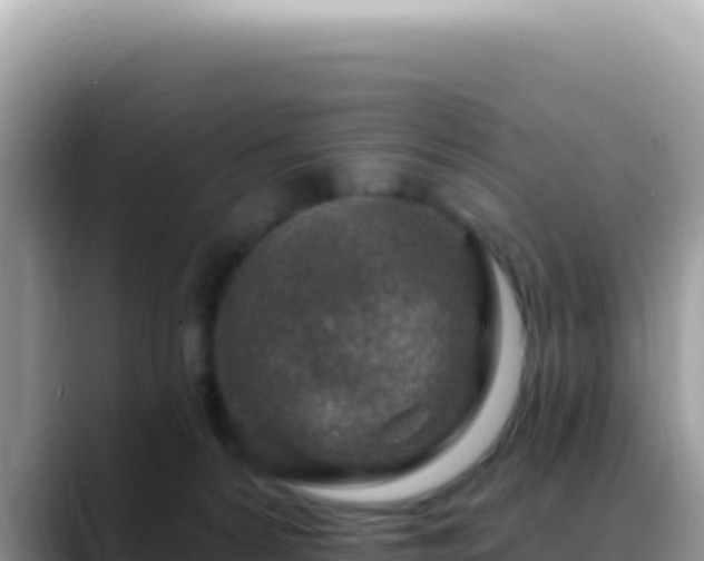 X0000088730224200706071646