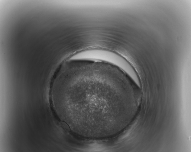 X0000088730434200706071643